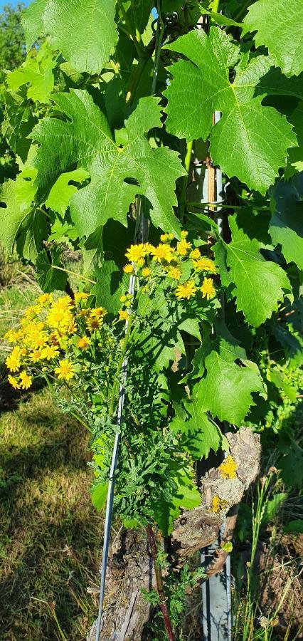 Weingut Will Und Wuerz Lemberger Apartment Schwaigern Екстериор снимка
